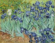 Irises, Vincent Van Gogh